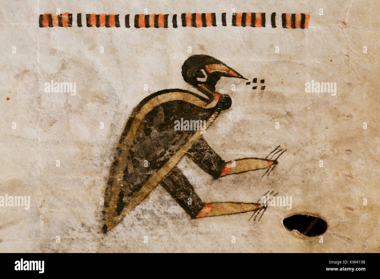 Ein Bild eines Vogelexemplars, das zur detaillierten Untersuchung aus der Sammlung des Metropolitan Museum of Art zugeschnitten wurde und dessen Merkmale hervorhebt. Stockfoto