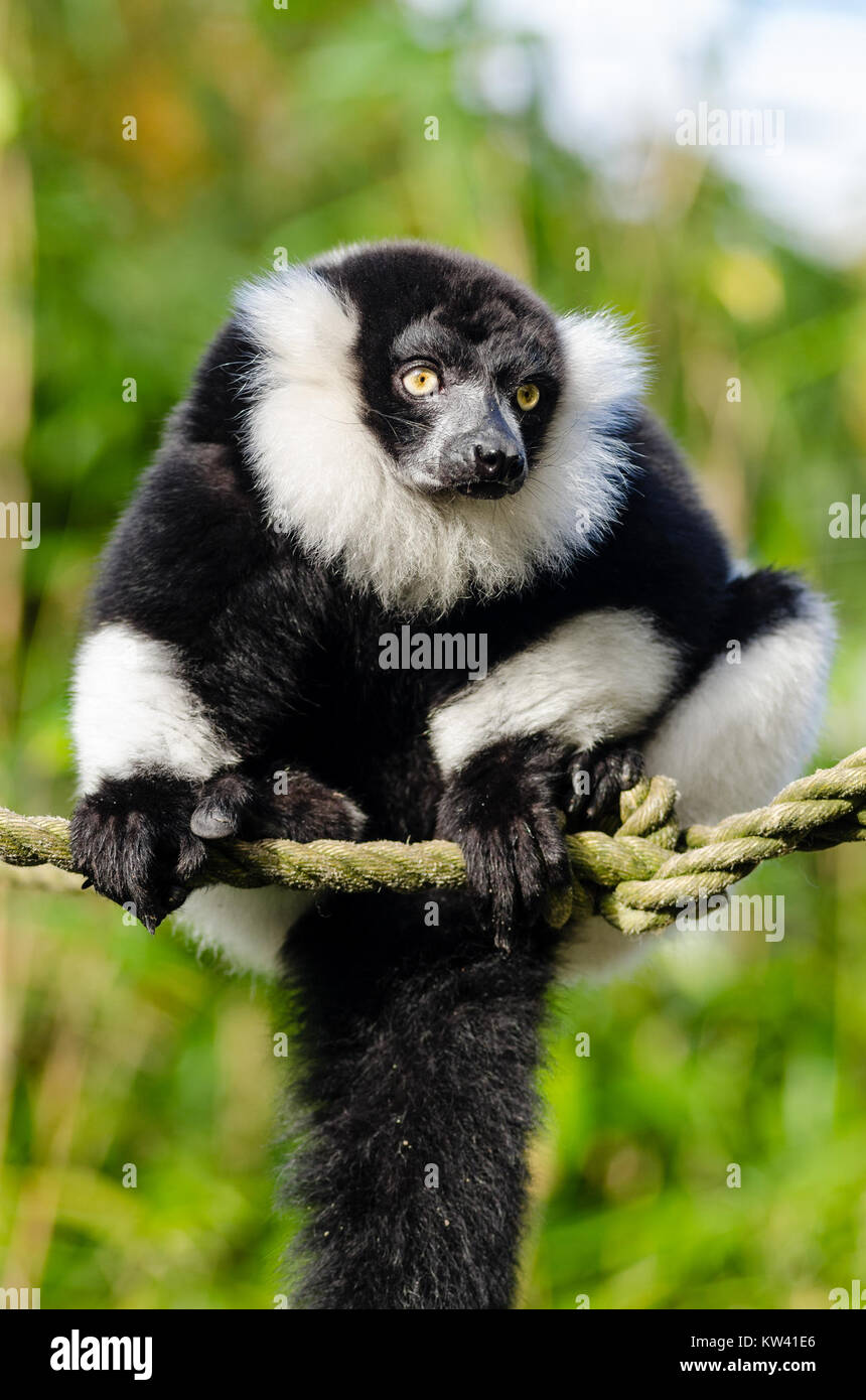 Die schwarz-weiß-geraffte Lemur ist eine bedrohte Art, die in Madagaskar beheimatet ist. Dieser Lemur ist bekannt für sein ausgeprägtes schwarz-weißes Fell und spielt eine wesentliche Rolle in seinem Ökosystem und ist ein Schwerpunkt der Erhaltungsbemühungen. Stockfoto