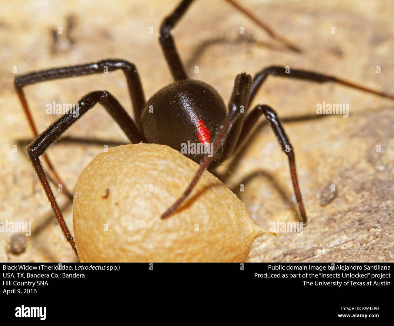 Nahaufnahme einer Spinne der Schwarzen Witwe (Latrodectus spp.) Sie zeigt ihren Eiersack. Weibliche Schwarze Witwen legen in der Regel etwa 400 bis 900 Eier in ovalen, etwa 1/2 cm langen Papiersäcken ab. Die Säcke sind zunächst weiß, später braun oder grau. Die Eier brüten 20-30 Tage vor dem Schlüpfen. Stockfoto