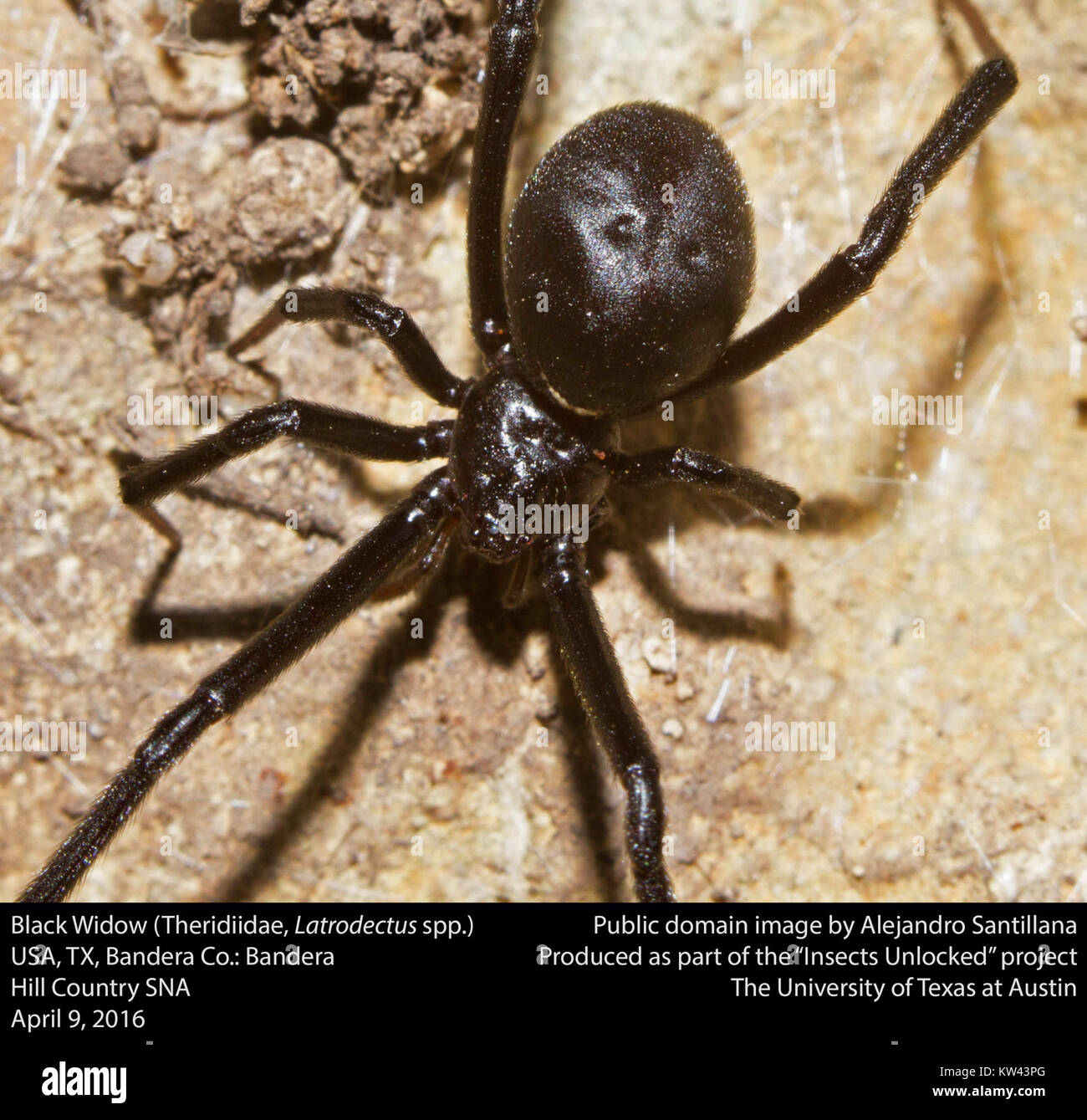 Die schwarze Witwe (Latrodectus spp.) Ist eine giftige Spinne aus der Familie der Theridiidae, bekannt für ihr unverwechselbares Aussehen und ihr starkes Gift. Diese Art kommt weltweit vor, wobei verschiedene Arten unterschiedliche Merkmale aufweisen. Stockfoto