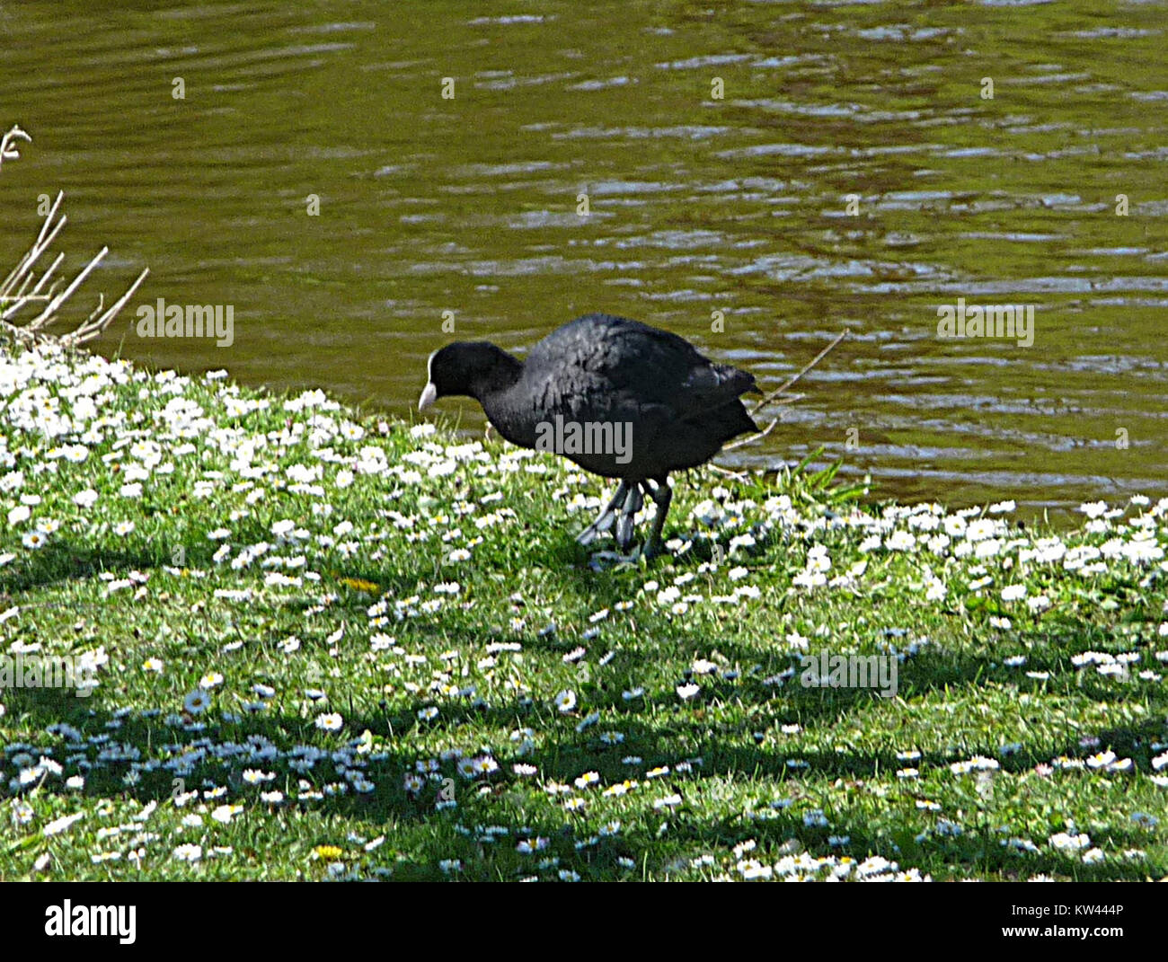 Blaesshuhn, auch bekannt als gemeine Moorhne, ist eine Vogelart in Osterhofen. Die Art wird häufig in Feuchtgebieten und Gewässern gesichtet und spielt eine wichtige ökologische Rolle. Stockfoto