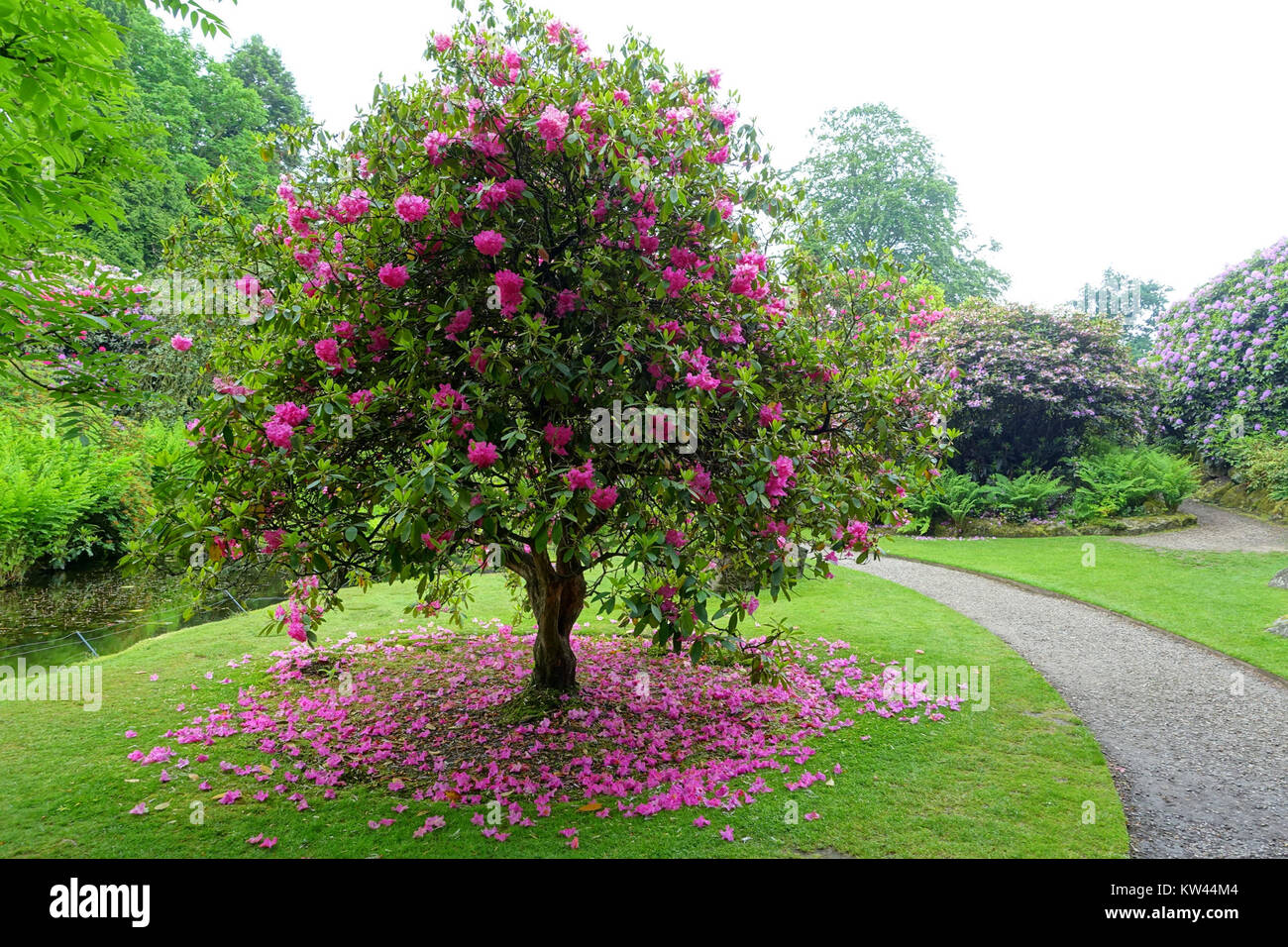 Biddulph Grange Garden in Staffordshire, England, ist ein historischer Garten, der für seine vielfältigen Pflanzensammlungen und sein einzigartiges Design bekannt ist. Es bietet einen Einblick in die Gartenästhetik und Gartenbaupraxis des 19. Jahrhunderts. Stockfoto