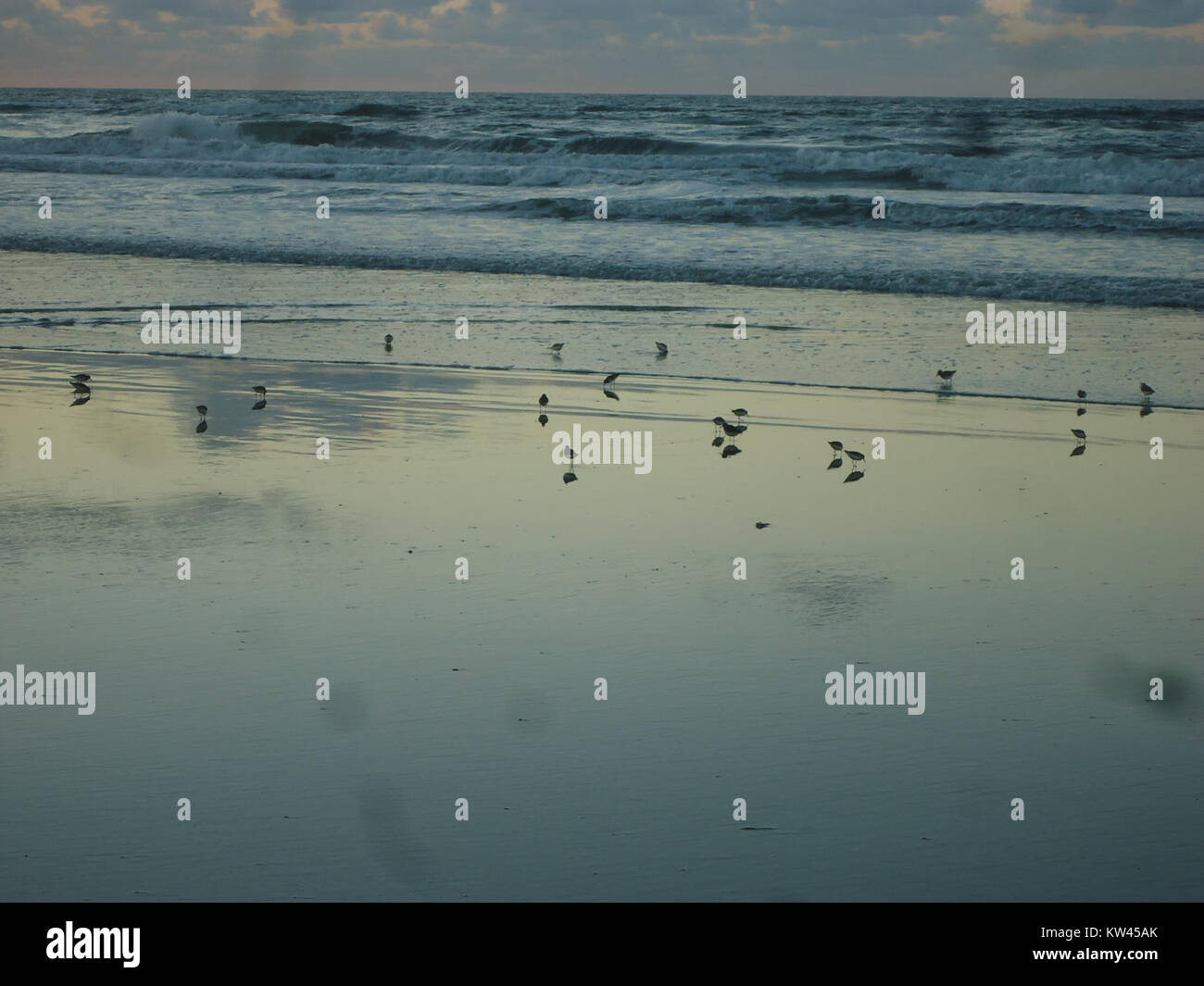 Eine Gruppe von Vögeln spielt auf dem Sand bei Sonnenaufgang in der Nähe des Atlantischen Ozeans. Die Szene fängt die natürliche Schönheit und Ruhe des frühen morgens entlang der Küste ein, mit Wellen gegen die Küste und den Vögeln in ihrem Lebensraum. Stockfoto