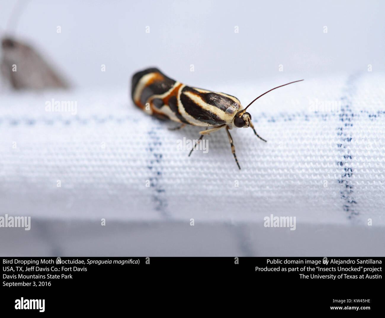 Vogelkot Motte (Noctuidae, Spragueia magnifica) (29526976501) Stockfoto