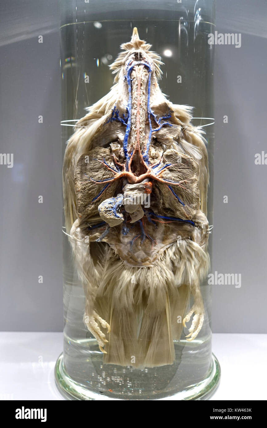 Diese Ausstellung im Hessischen Landesmuseum Darmstadt zeigt detaillierte Bilder der Blutgefäße der Haustaube. Die Ausstellung ist Teil einer wissenschaftlichen Studie, die sich mit der Anatomie und Biologie der Vögel befasst. Stockfoto