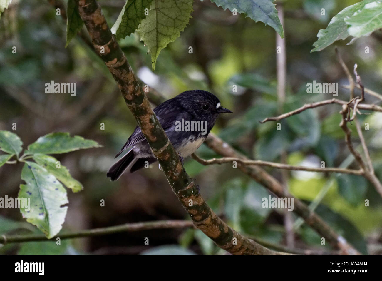 Der Black Toutouwai, auch bekannt als Black robin, ist eine bedrohte Vogelart aus Neuseeland. Es ist bekannt für sein unverwechselbares dunkles Gefieder und seine geringe Größe. Es werden Erhaltungsanstrengungen unternommen, um diese seltene Art und ihren natürlichen Lebensraum zu schützen. Stockfoto