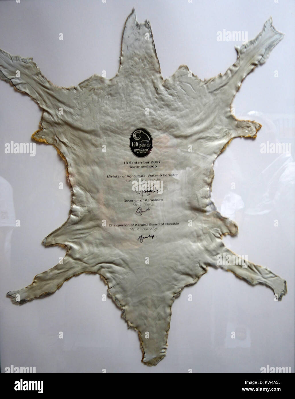 Das Bild erinnert an den 100. Jahrestag von Swakara, einer in Namibia heimischen Schafrasse, die im Juni 2017 aufgenommen wurde. Die Rasse ist für ihre hochwertige Wolle bekannt und hat eine wichtige Rolle in der Agrar- und Wirtschaftsgeschichte Namibias gespielt. Stockfoto