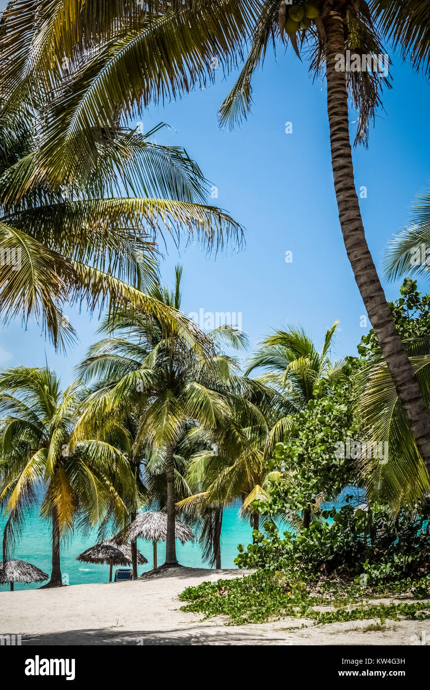 Strand mit Palmen und strohgedeckten Hütte in Varadero Kuba - Serie Kuba Reportage Stockfoto