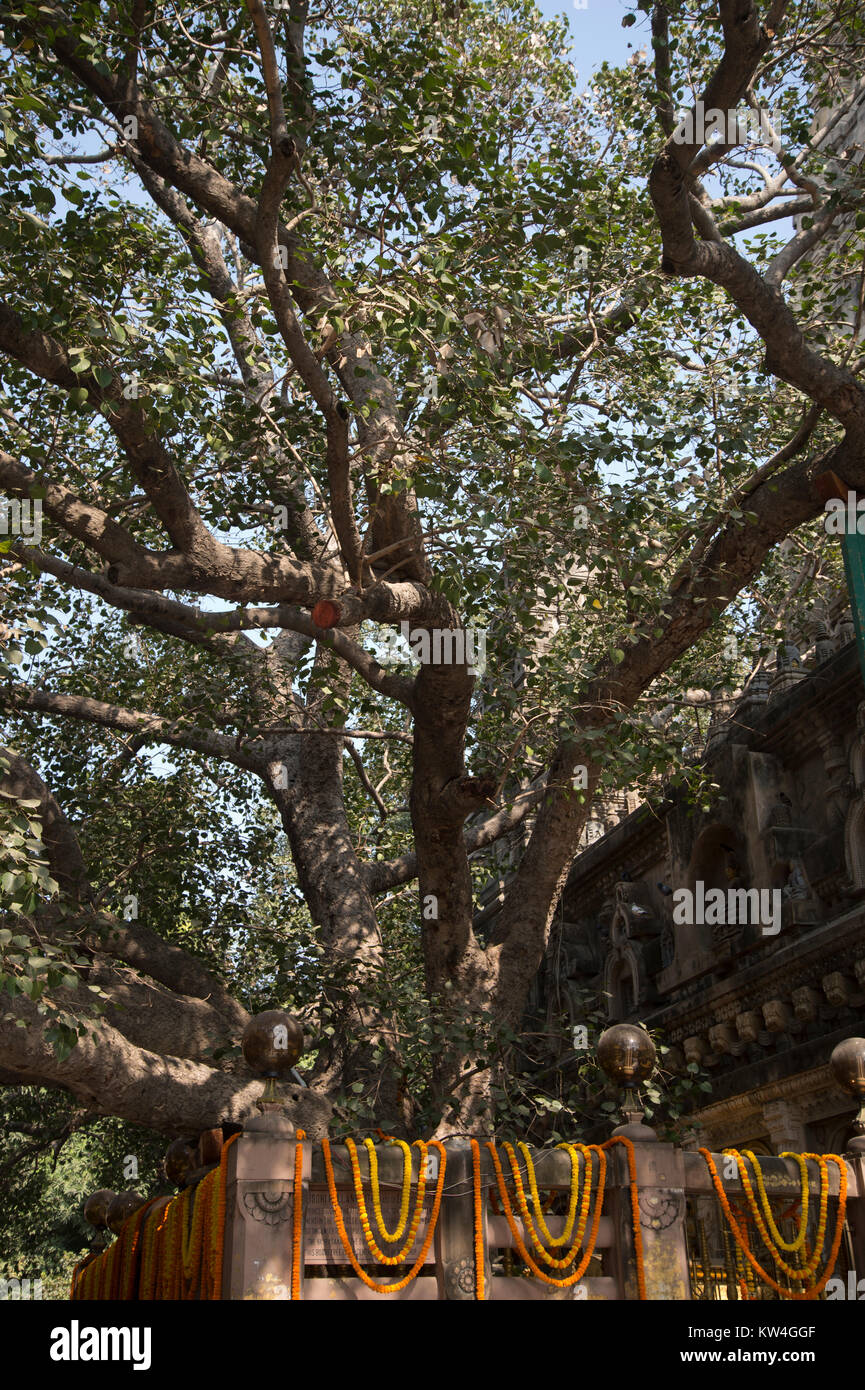 Indien. Bihar. Bodhgaya, der Stadt, in der der Buddha unter diesem heiligen Feigenbaum Sat (bhodi Baum) und empfangen die Erleuchtung. Mahabodhi Tempel komplex. Stockfoto