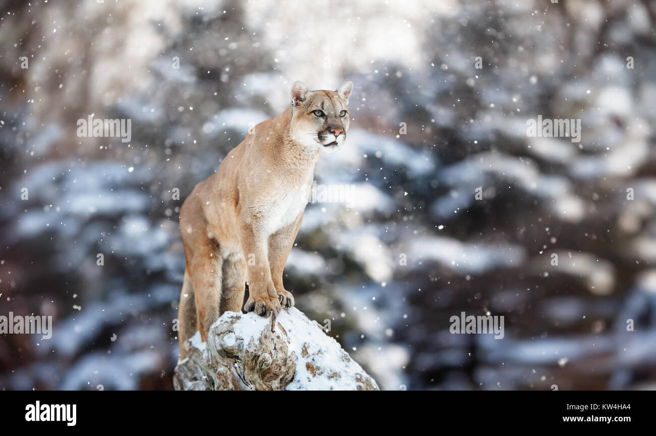 Porträt einer Cougar im Schnee, Szene, Winter im Wald, Wildnis Nordamerika,  Mountain Lion, Puma, Panther, ein auf einen umgestürzten Baum darstellen,  Winte Stockfotografie - Alamy
