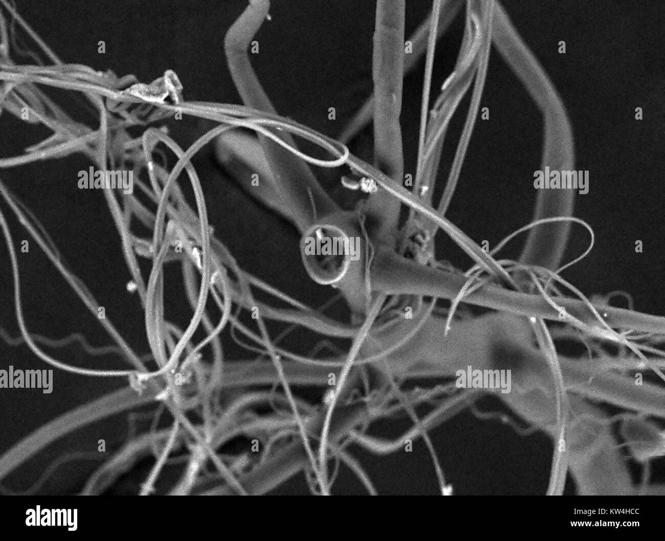 Rasterelektronenmikroskop (REM) Aufnahme, die Spinnenseide, einschließlich Gewinde, hydrogel und nano-fibrille Seide Arten, bei einer Vergrößerung von 800x, 2016. Stockfoto