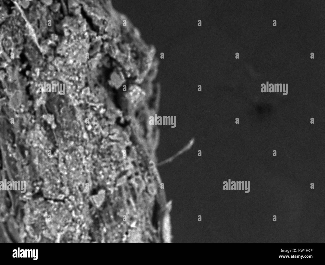 Rasterelektronenmikroskop (REM) Aufnahme zeigt die Single Root Haar, ca. 50 µm in der Länge, die von einer Pflanze Wurzel, mit Boden Schmutz auf die hauptwurzel Körper sichtbar, bei einer Vergrößerung von 600 x, 2016. Stockfoto