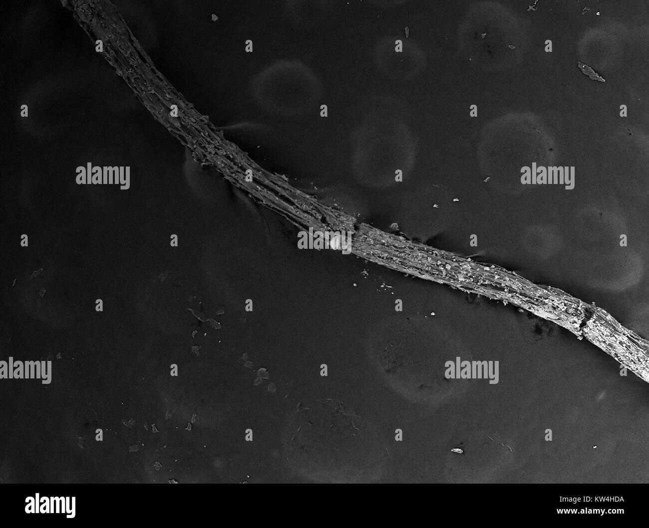 Rasterelektronenmikroskop (REM) Aufnahme einer Anlage root, mit Boden Ablagerungen sichtbar, bei einer Vergrößerung von 100 x, 2016. Stockfoto