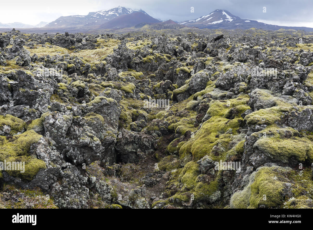 Moss für das Lavafeld berserkjahraun zwischen Stykkishólmur und Grundarfjörður im Westen von Island. Stockfoto