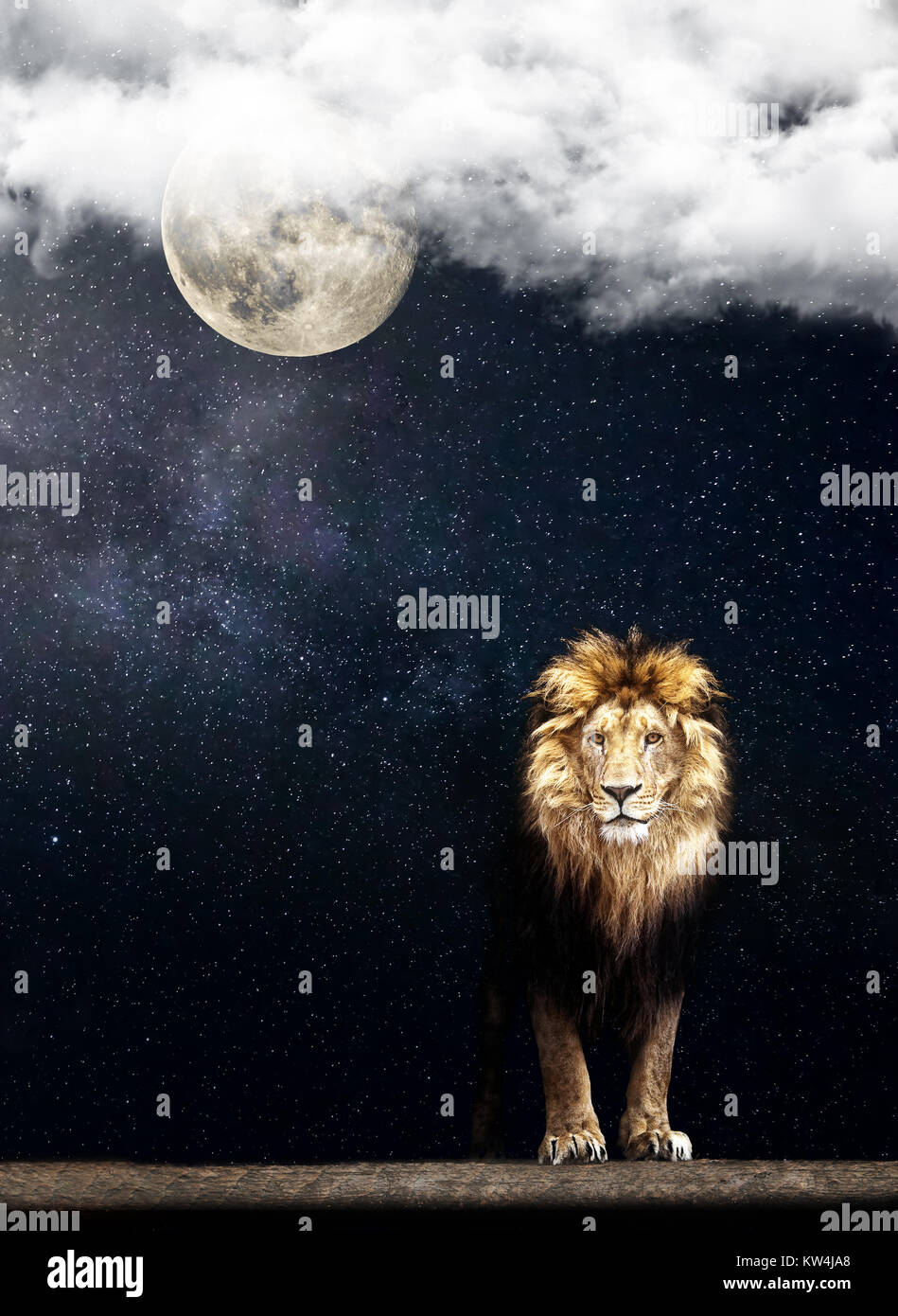 Porträt einer wunderschönen Löwe, Löwen in den nächtlichen Sternenhimmel  und Mond Stockfotografie - Alamy