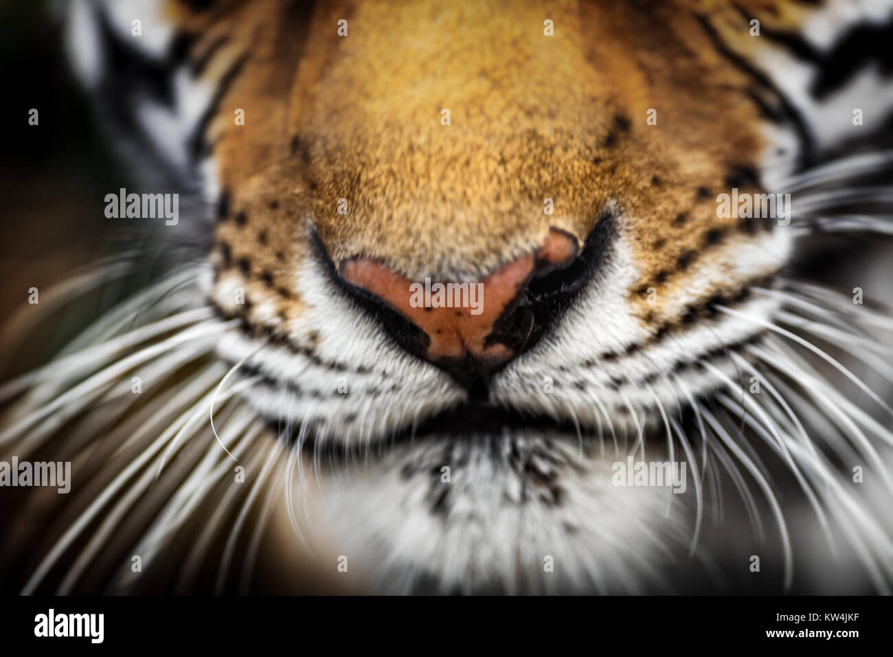 Tiger nose Fotos und Bildmaterial in hoher Auflösung Alamy