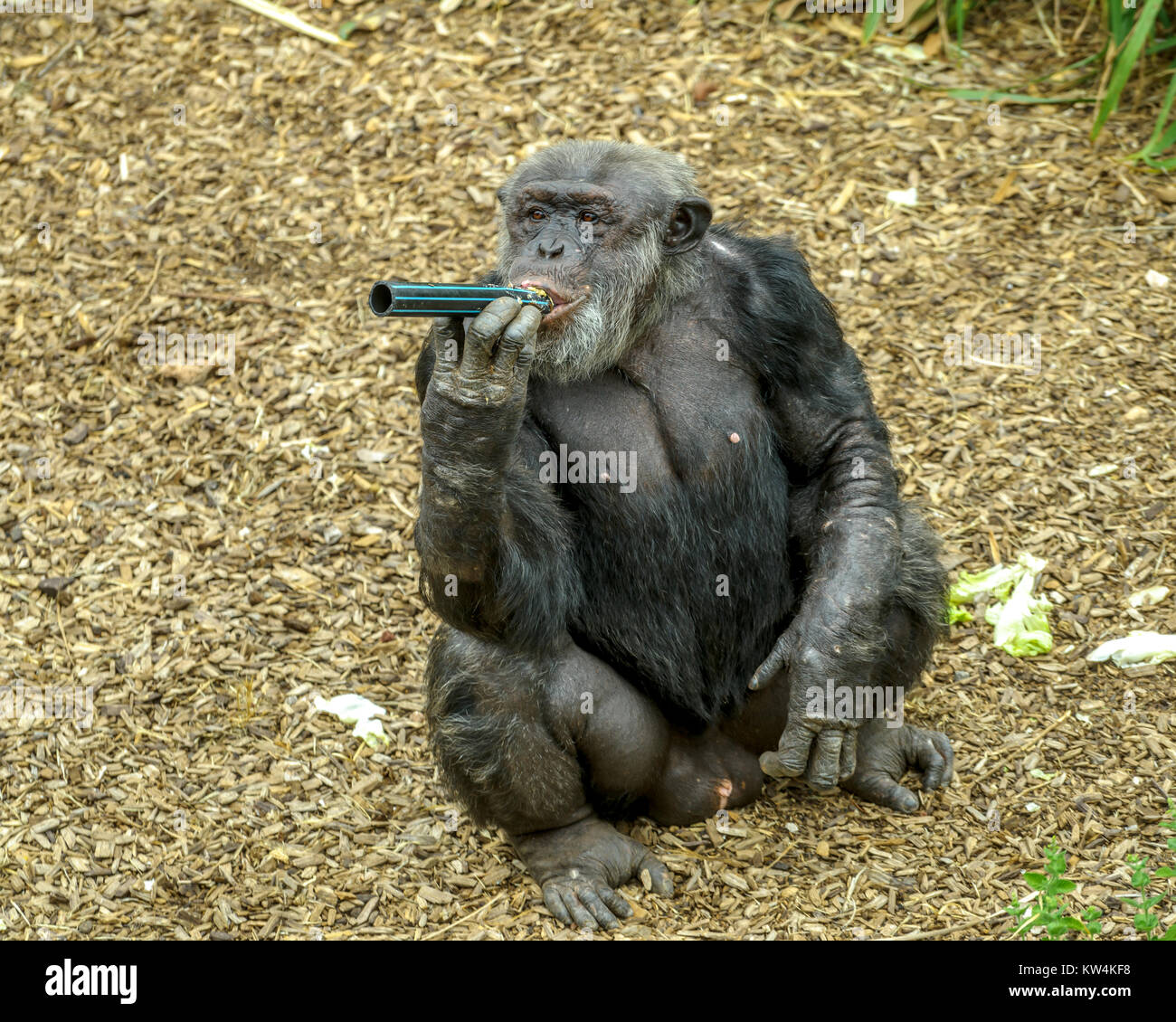 Schimpansen in Monarto Zoo, Australien, SA Stockfoto