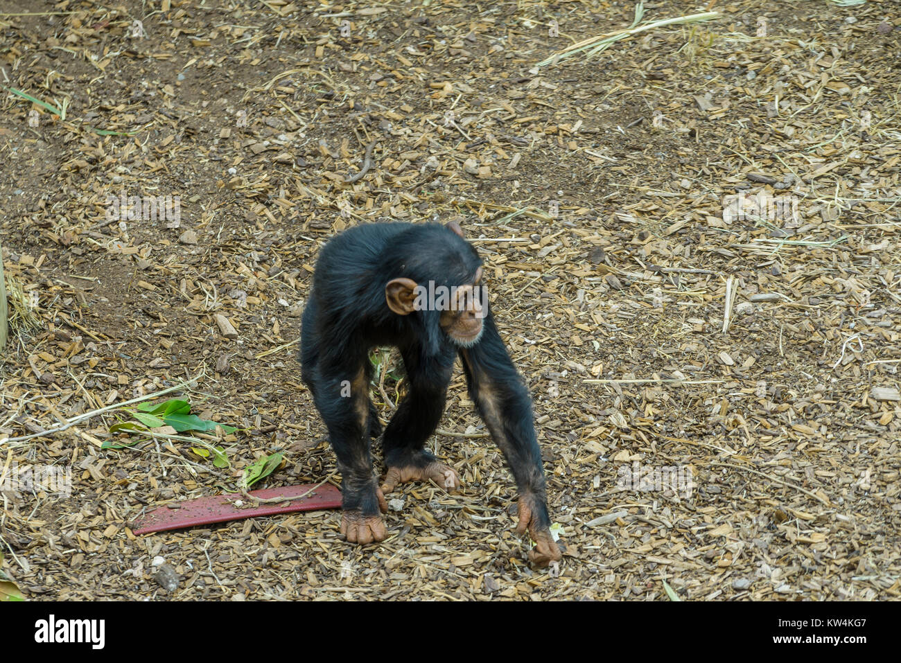 Schimpansen in Monarto Zoo, Australien, SA Stockfoto