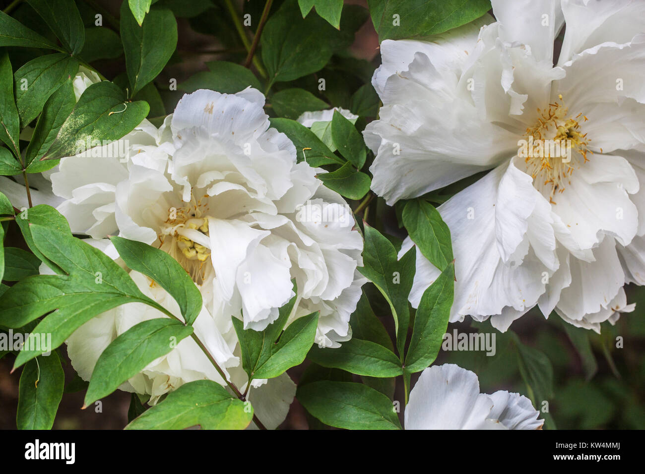 Pfingstrose, Paeonia suffruticosa Weiss Pfingstrose Tamasu Wagen, weiße Blumen Stockfoto