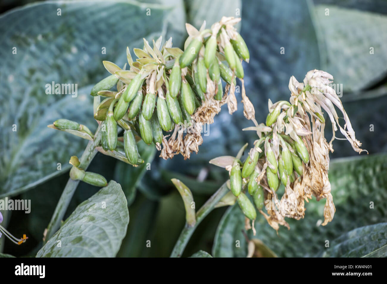 Hosta reifen Samen, Saatgut gegangen Stockfoto