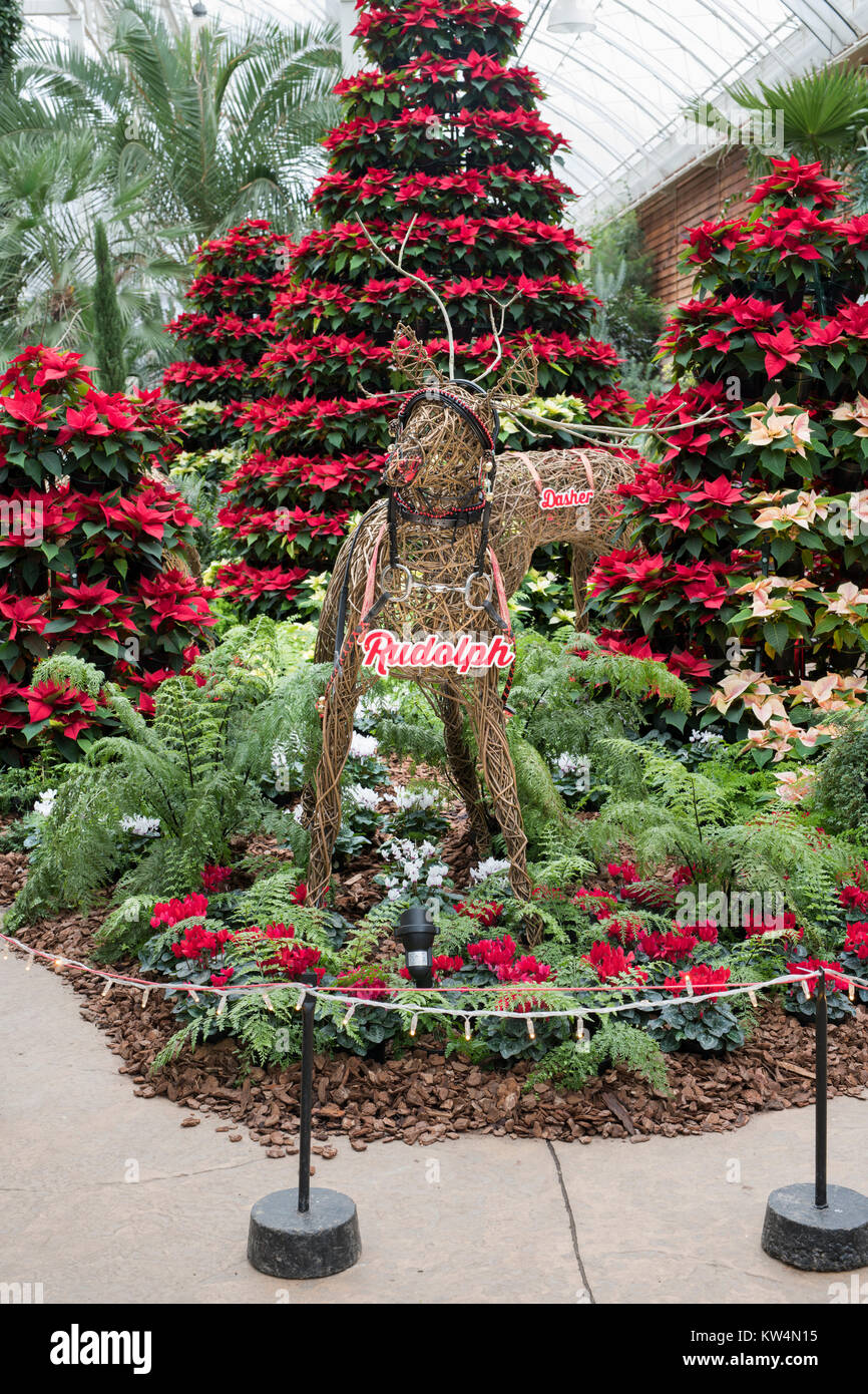 Euphorbia pulcherrima. Rudolf der roten Nase Rentier und Infinity Polar- und roten Weihnachtsstern weihnachten Anzeige an RHS Wisley Gardens. Surrey, England Stockfoto