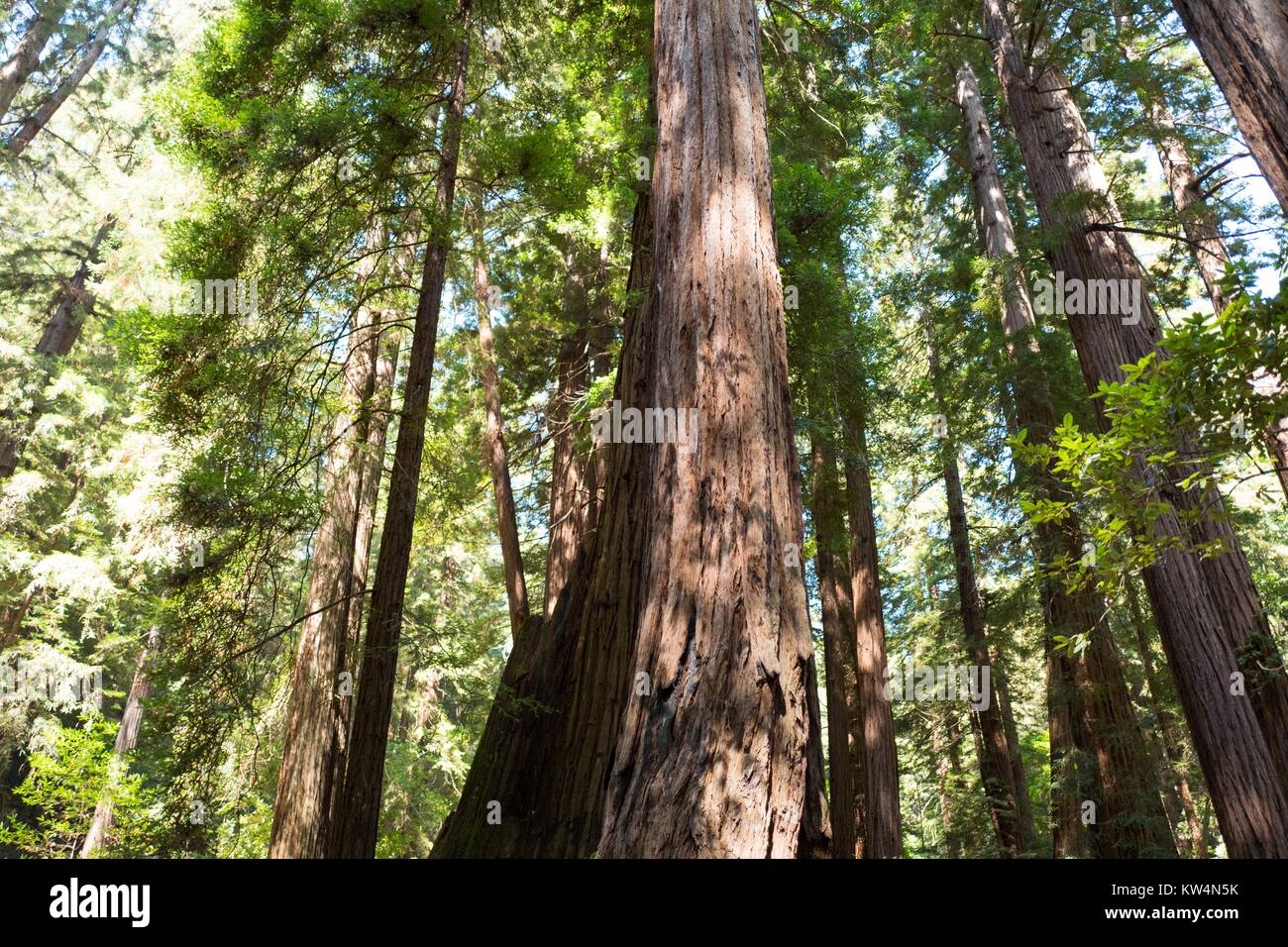 Die unteren Abschnitte dieser uralten Bäume sind meist unfruchtbar der Zweige am Muir Woods National Monument, Mill Valley, Kalifornien, 5. September 2016. Stockfoto