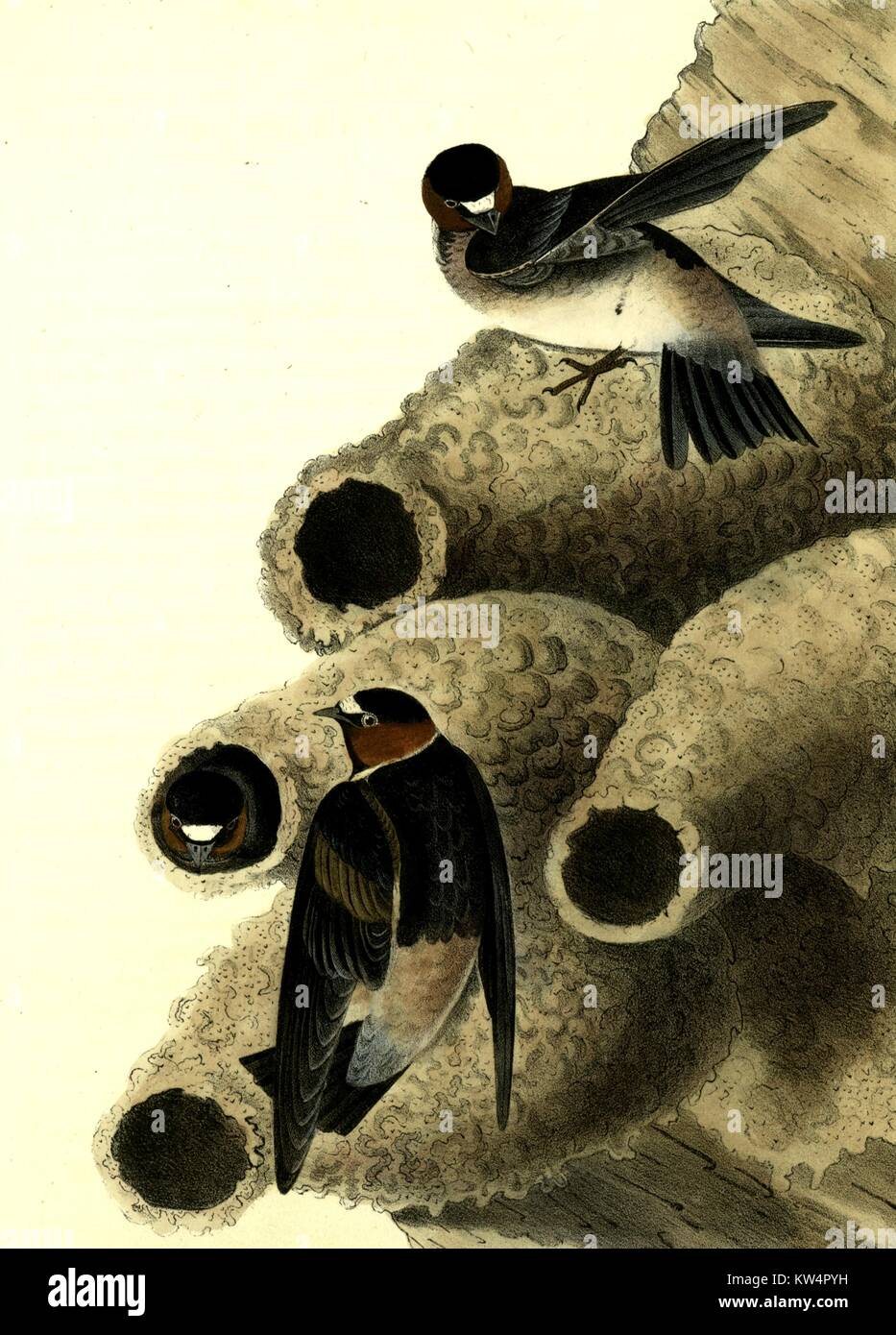 Abbildung von einer Klippe aus dem Buch Vögel von Amerika von John James Audubon, 1842 schlucken. Von der New York Public Library. Stockfoto