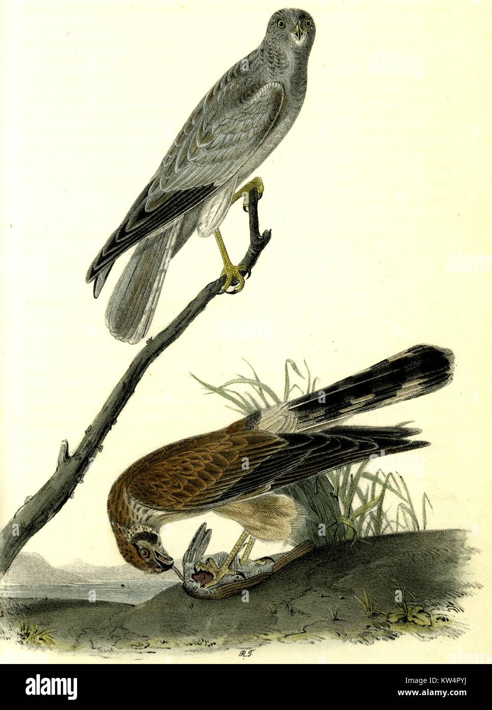 Abbildung der Gemeinsamen Harrier, aus dem Buch Vögel von Amerika von John James Audubon, 1842. Von der New York Public Library. Stockfoto