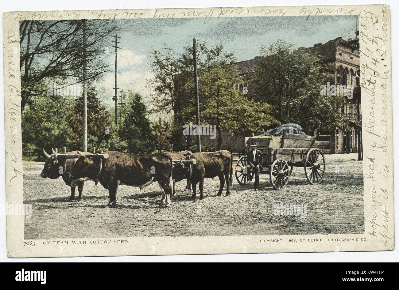 Postkarte von einem Fahrer mit seinem Team der Ochsen ziehen eine Karre Saatgut von Baumwolle, Georgien, 1903. Von der New York Public Library. Stockfoto
