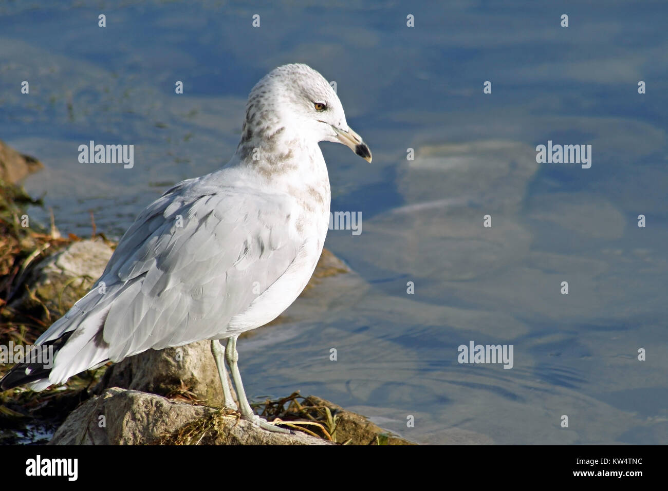 Möwe, die entlang der felsigen Küste mit Blick auf das Wasser Stockfoto