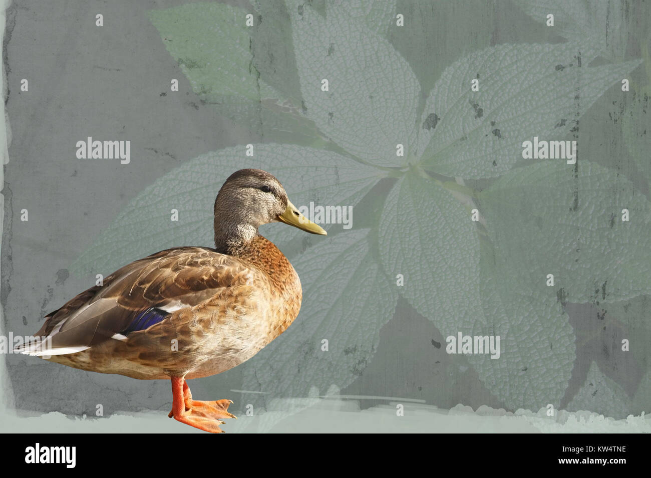 Profil einer Stockente weiblich stehend gegen eine abstrakte Blatt Hintergrund Stockfoto