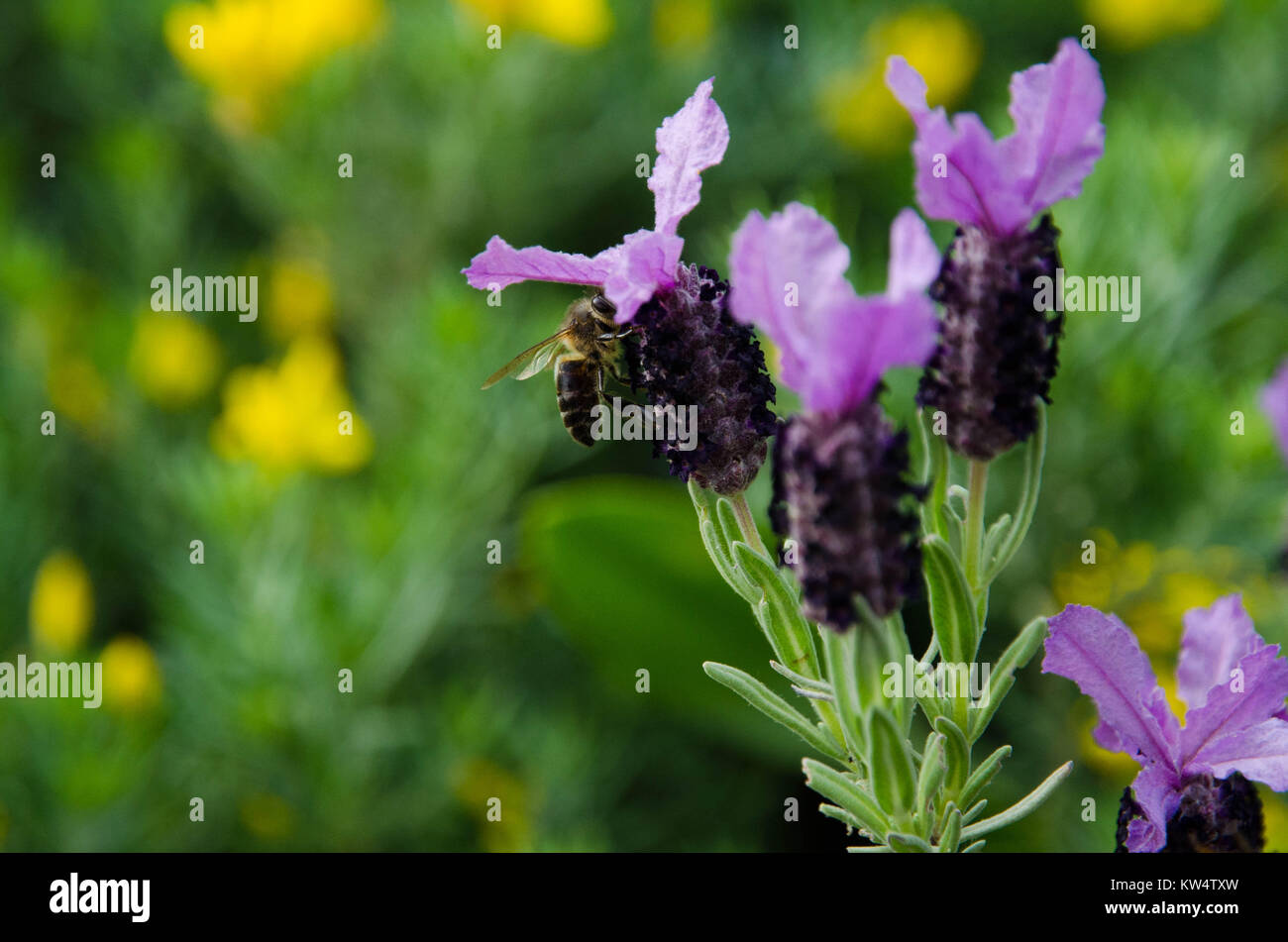 Eine Biene Besuch einer Lila Blume Stockfoto