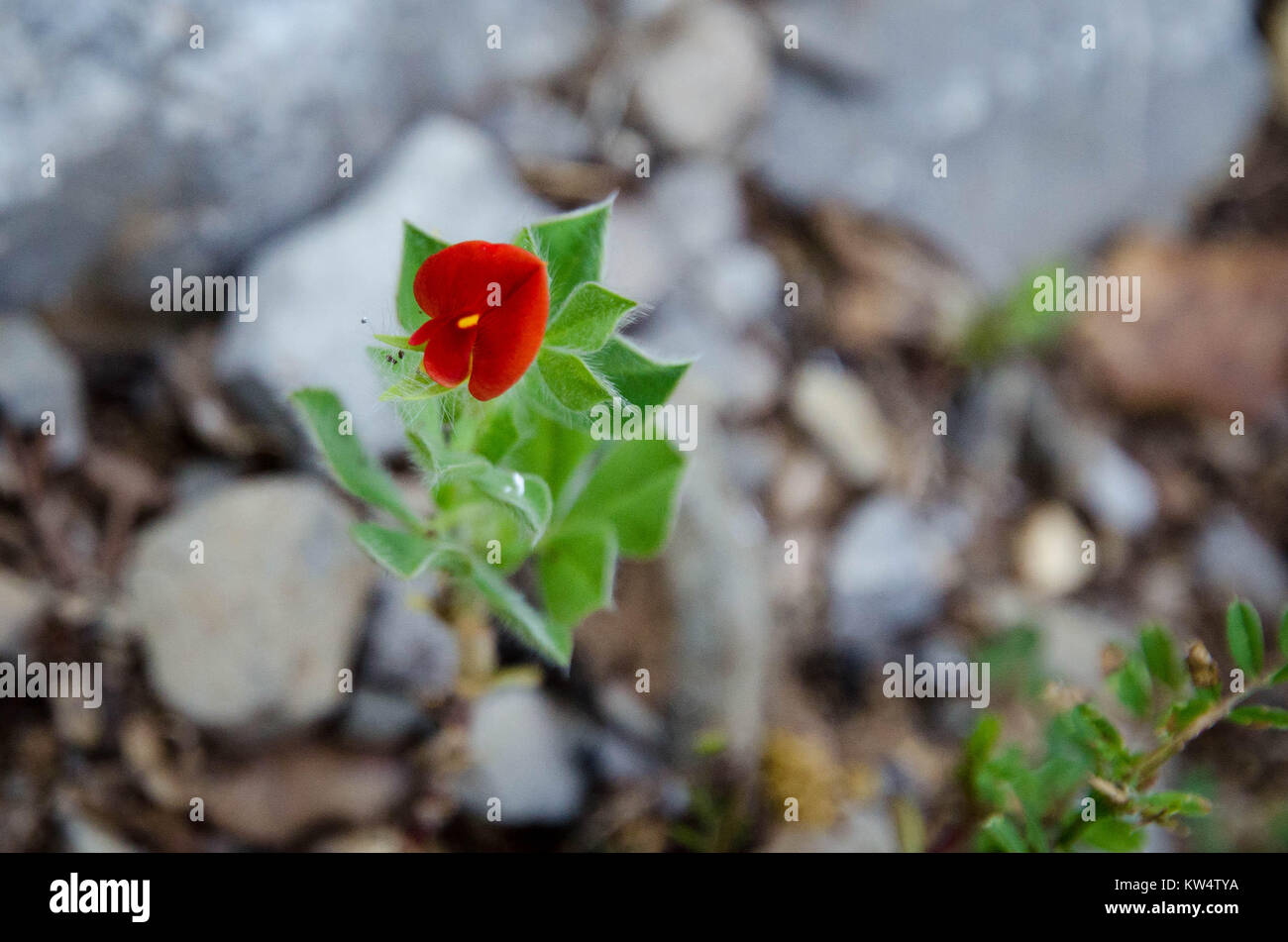 Eine kleine rote Wildflower Stockfoto