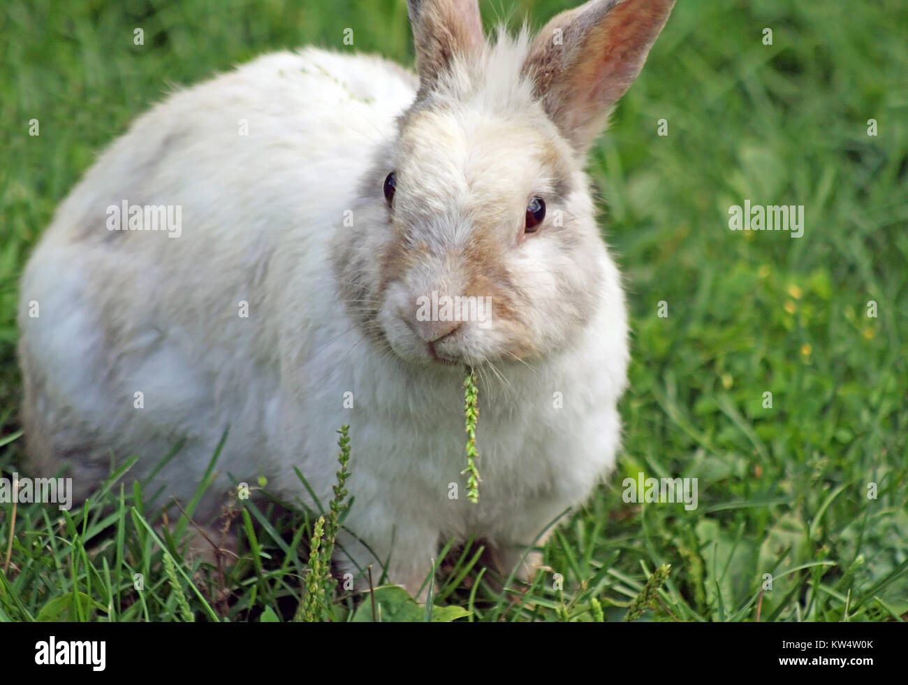 Cute bunny läuft frei, außerhalb essen Gras Stockfoto