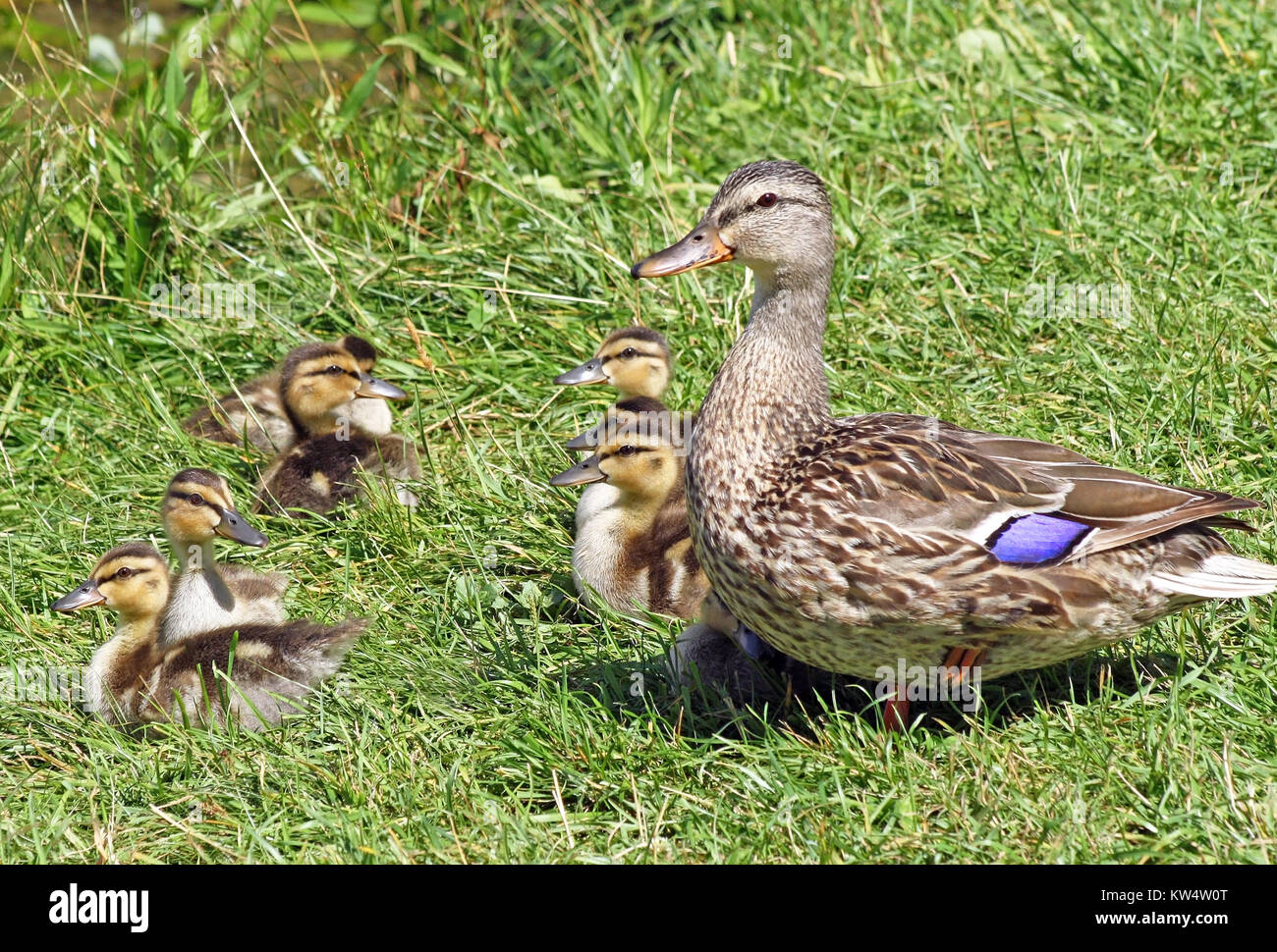 Stockente Weibchen mit ihrem Baby Entenküken Stockfoto