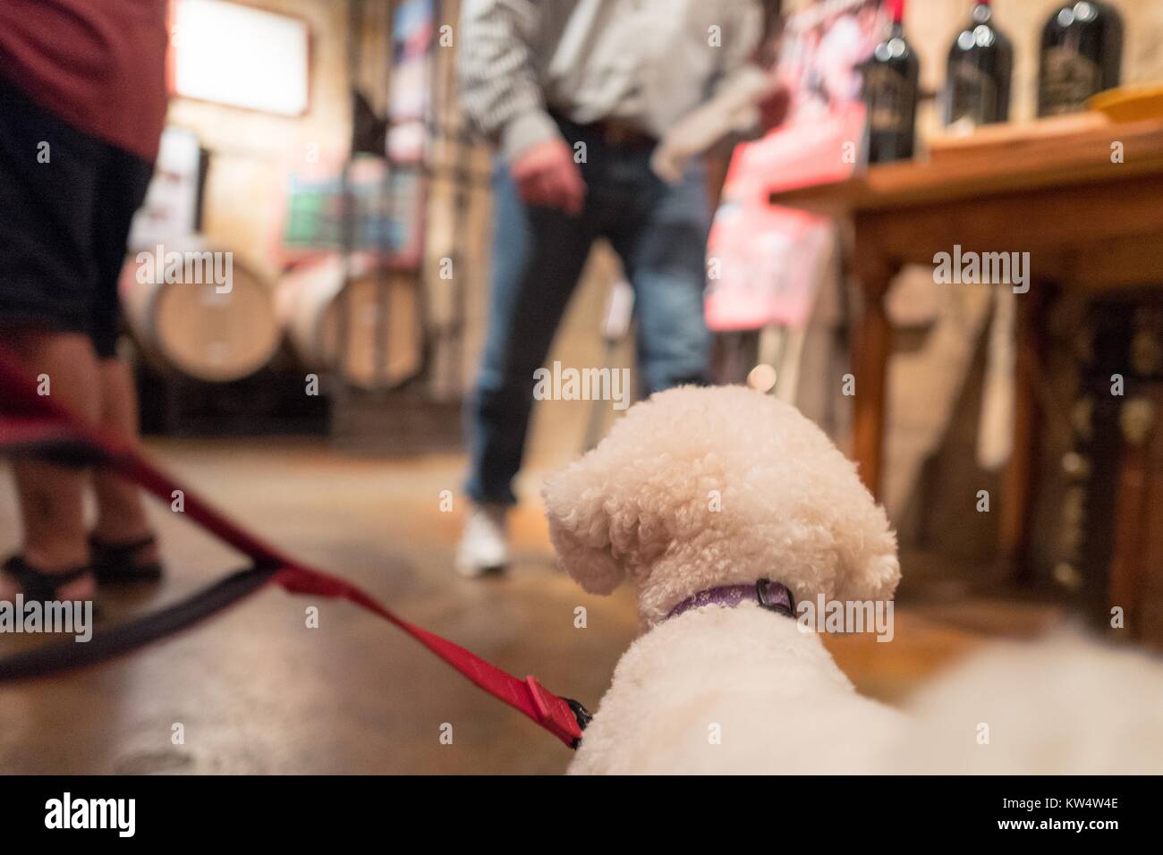 Ein Haustier Bichon Frise hund Uhren Gäste Geschmack Wein in der probierstube an V Sattui Winery im Napa Valley Wine Country, Saint Helena, Napa Valley, Kalifornien, 10. September 2016. Viele Weingüter im Napa Valley lassen die Gäste Haustiere zu Verkostungen zu bringen. Stockfoto