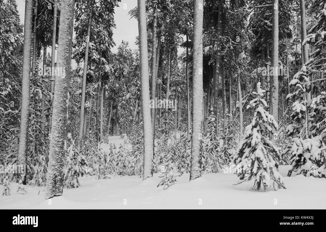 Frischer Schnee auf lodgepole Pine Wald mit vielen verschiedenen Arten von Bäumen, Yellowstone National Park, Wyoming. Bild mit freundlicher Genehmigung von Jim Peaco/Yellowstone National Park, Dezember, 2012. Stockfoto