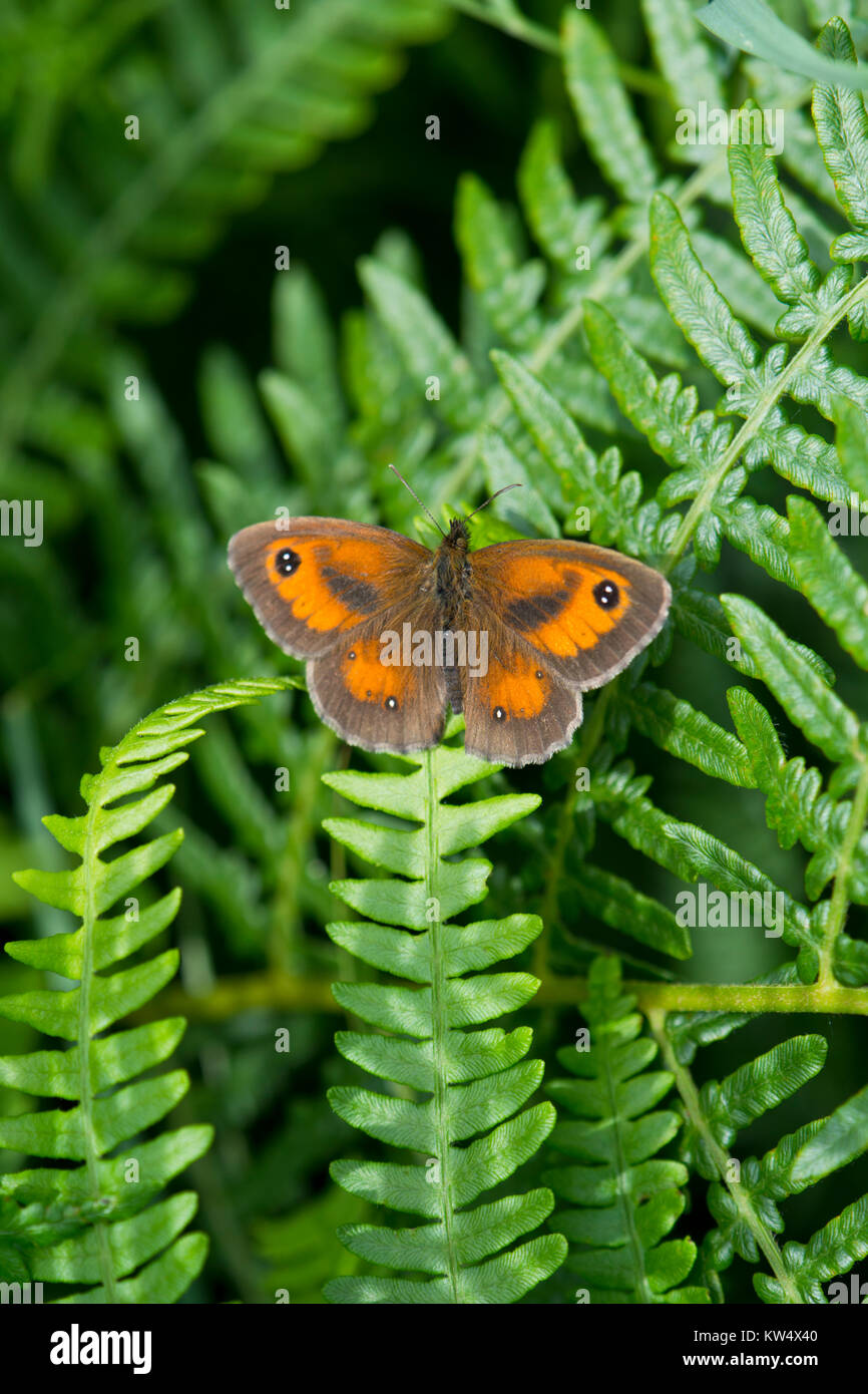 Gatekeeper Pyronia tithonus Schmetterling; Stockfoto
