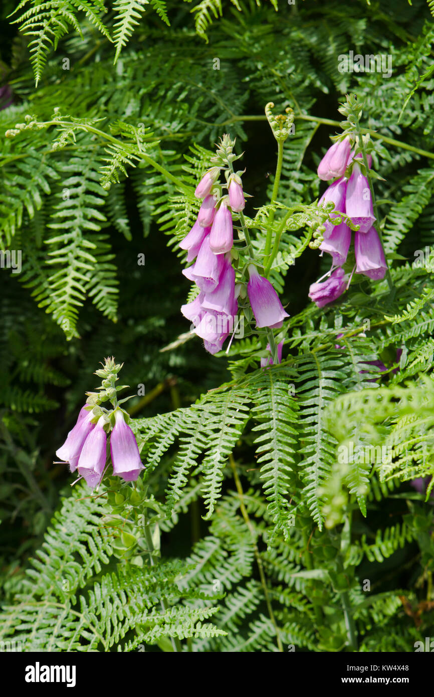 Digitalis Purpurea, Fingerhut Stockfoto
