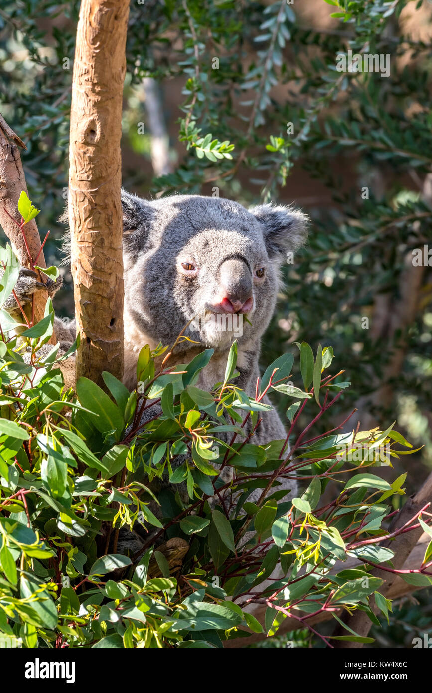 Ein pelziger, grau koala Bär sitzt in den Filialen eines großen eukalyptusbaum und genießen Sie den Geschmack der Blätter. Koala, Bär, essen, essen, Blätter Stockfoto