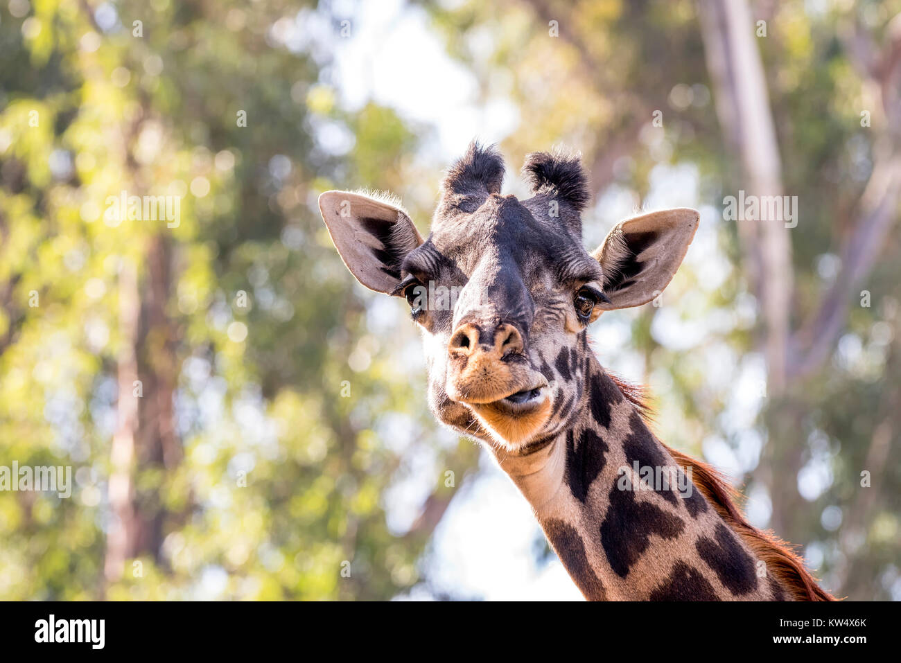 Eine wilde, getarnt giraffe Roaming um große Bäume zeigt seine schönen Muster und großen, braunen Augen. Stockfoto