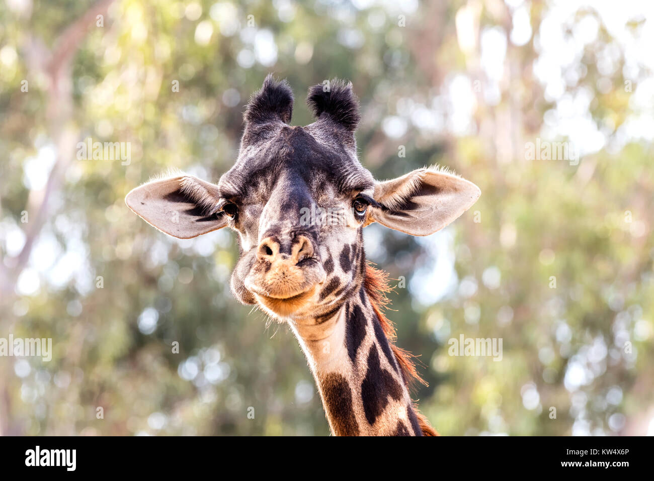 Eine wilde, getarnt giraffe Roaming um große Bäume zeigt seine schönen Muster und großen, braunen Augen. Stockfoto