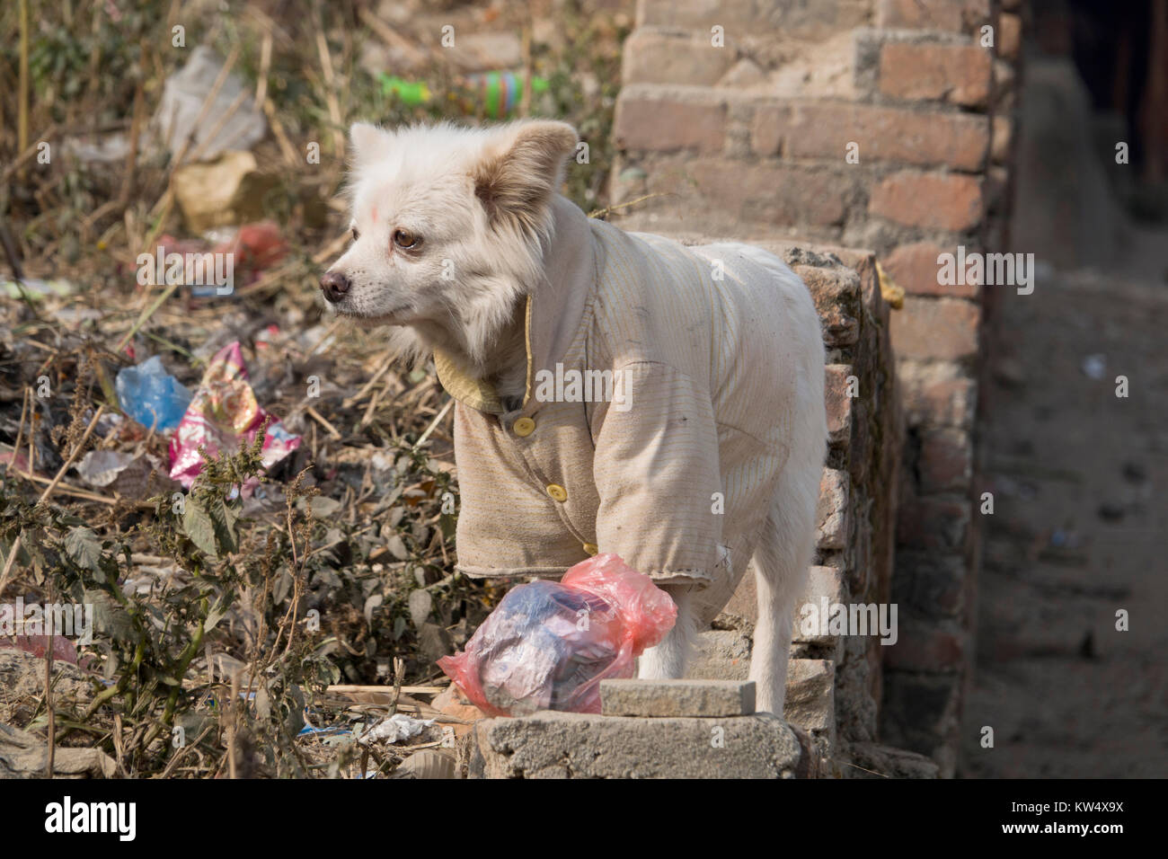 Straße Hund tragen Jacke und Bindi auf der Stirn Stockfoto