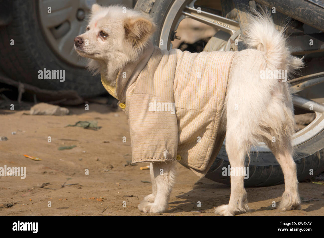 Straße Hund tragen Jacke und Bindi auf der Stirn Stockfoto