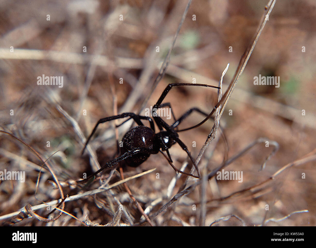 Die Black Widow Spider ist eine giftige Arachnide, die für ihren glänzenden schwarzen Körper und die rote Sanduhr-Markierung bekannt ist. Es kommt in verschiedenen Regionen vor und ist berühmt für seinen giftigen Biss, der zu ernsthaften gesundheitlichen Problemen führen kann. Stockfoto