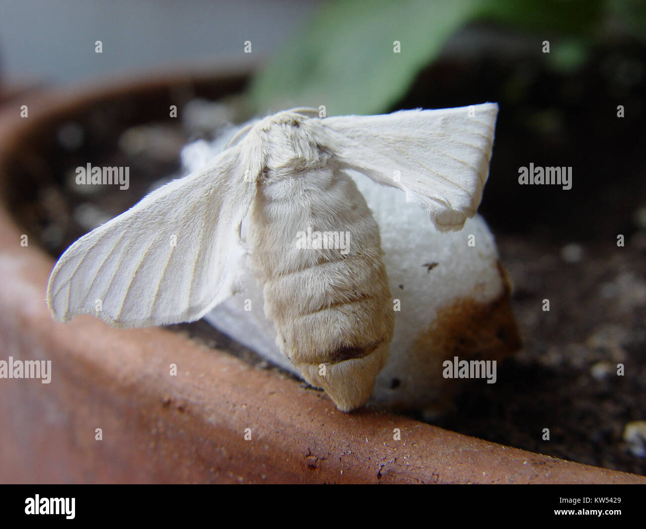 Bombyx mori sul Bozzolo, 01. Stockfoto