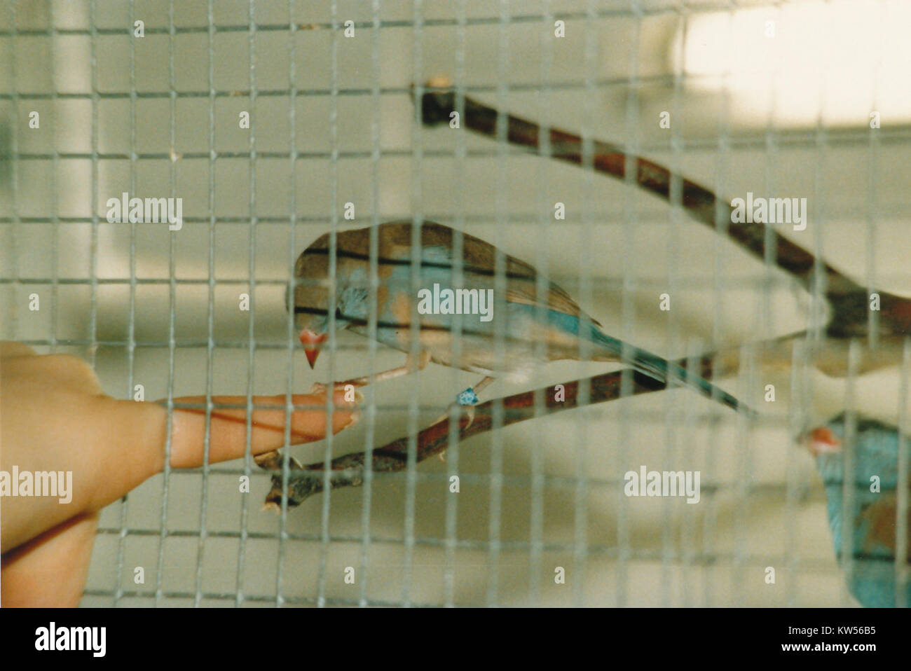Eine Fotografie mit dem Titel „Blaukopf Schmetterlingsfink neugierig“, die das kuriose Verhalten eines Blaukopf-kuckuckfinken, einer Vogelart, die in bestimmten Regionen beheimatet ist, feststellt. Das Bild bietet einen Einblick in das natürliche Verhalten und den Lebensraum des Vogels. Stockfoto
