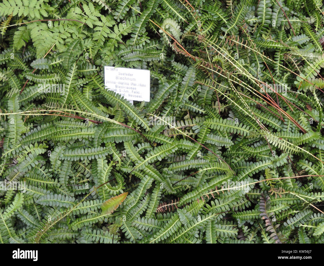 Blechnum penna Marina Palmengarten Frankfurt DSC 01939 Stockfoto