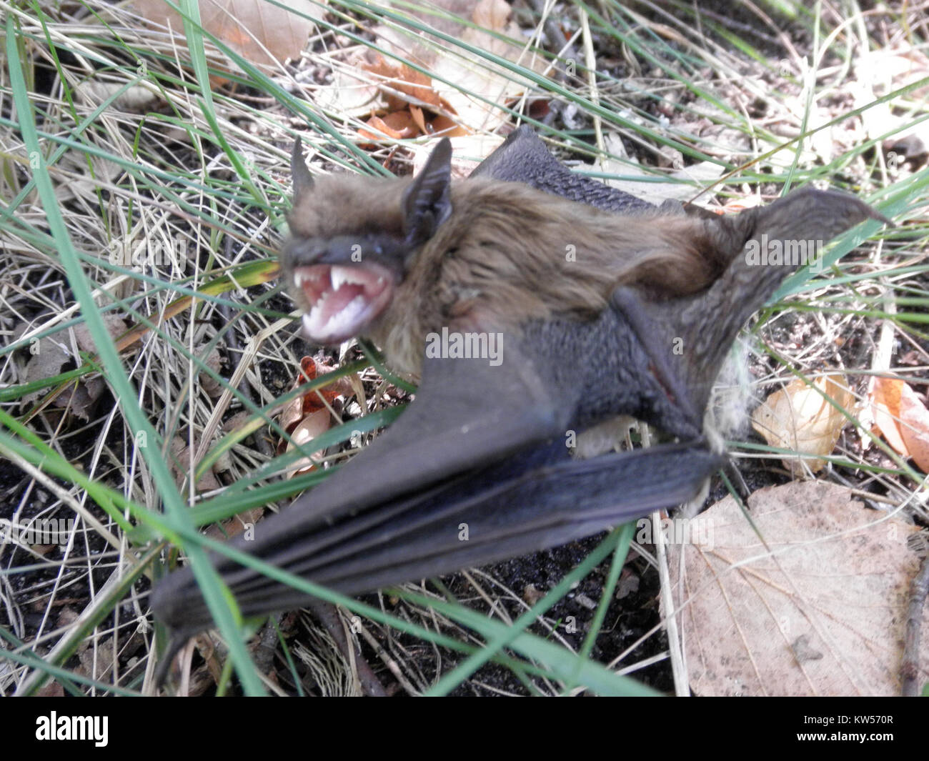 Die Big Brown Fledermaus (Eptesicus fucus) ist eine verbreitete nordamerikanische Art, die für ihre große Größe und ihre charakteristischen Merkmale bekannt ist, einschließlich ihres wilden Aussehens und ihrer ausgezeichneten Flugeigenschaften, die oft in der Dämmerung oder Nacht zu sehen sind. Stockfoto