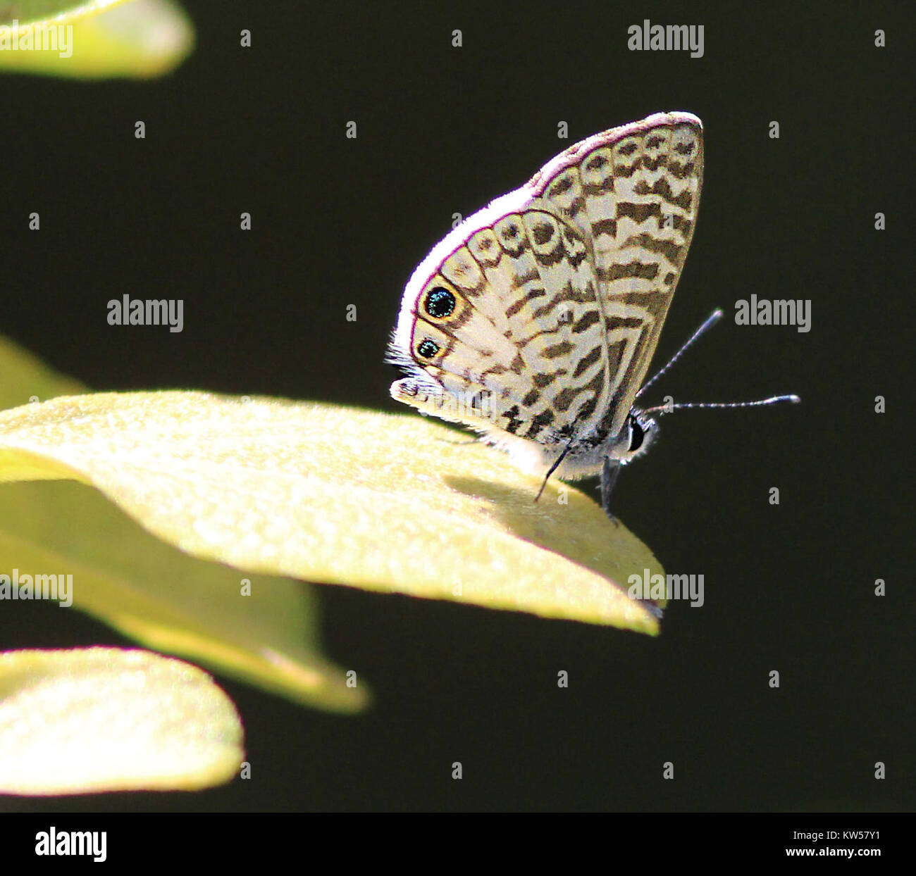 Blau, CASSIUS (Leptotes Cassius) (3 9 13) Key West tropischen Wald und botanischen Garten, Key West, Monroe Co, FL01 (9422126941) Stockfoto